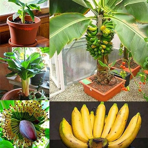 PERZOE 100 Stück Zwerg-Bananenbaum-Samen, Mini-Bonsai-Frucht-Hausgarten-Büro-Pflanzen-Dekor Bananensamen