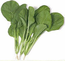 PREMIER SEEDS DIRECT - Mustard - KOMATSUNA - TENDERGREEN - 600 Seeds