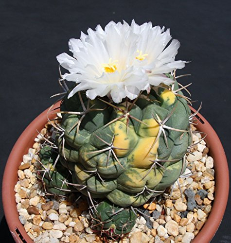 Thelocactus hexaedrophorus panaché cactus cactus exotique graine rare 100 graines