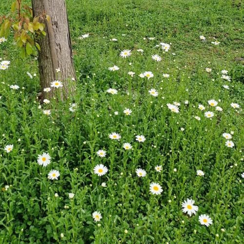 Margeritensamen - blumensamen garden - Seltene Pflanzen - balkonpflanzen sommerblumen samen pflanztopf bodendecker winterhart mehrjährig flower seeds Margeritensamen 650pcs
