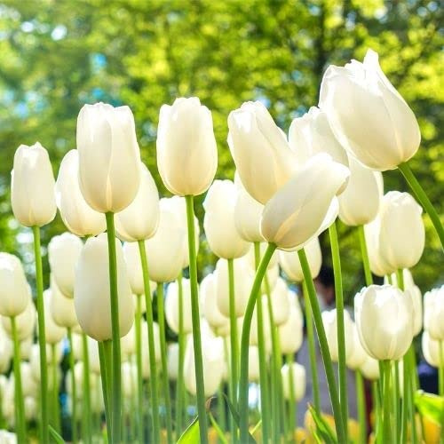 White Tulip Bulbs for Fall Planting Bulk - 25 Large Bulbs - Perennial Flowers