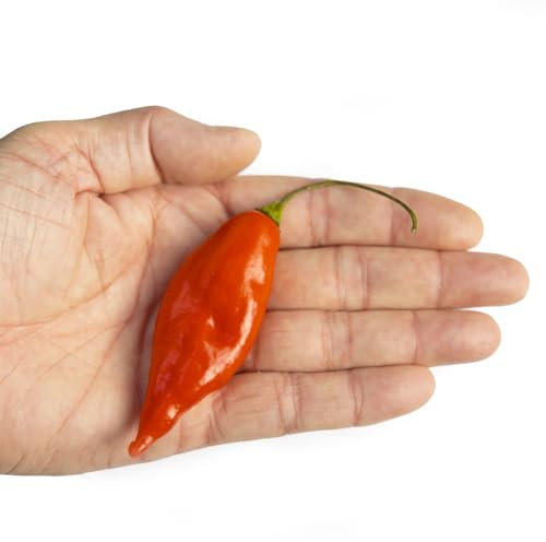 Paper Lantern x 10 Chilli Seeds