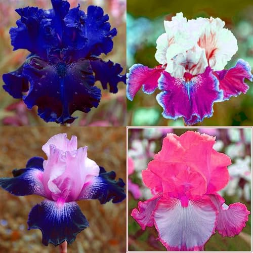 Iris(Estacas de jardín premium, perfectas para bordes)-5rhizomas-B