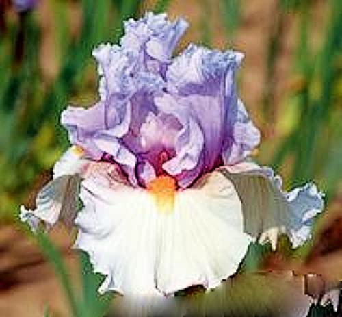 Iris bulbs | Gentle and graceful family posture | Artificial flowers | Easy to nurture | Charming fragrance - 1.6 bulbs : Package Contains seeds