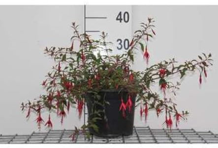 Fuchsia hybr. 'Riccartonii' - Fuchsia, Demoiselle 30-40 cm en pot