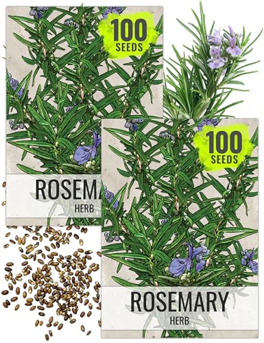 Seed Needs Rosemary Seeds for Planting - Non-GMO Heirloom & Untreated Perennial Herbs to Plant a Medicinal & Culinary Kitchen Garden Indoors or Outdoors (2 Packs)
