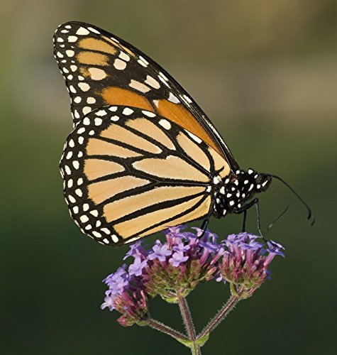 150 BUENOS AIRES VERVEINE brésilienne Violet Bonariensis Patagonica Graines de fleurs