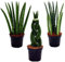 Exotenherz - Sansevieria cylindrica - Pfiffiges 3er Set im 9cm Topf - Bogenhanf, Schwiegermutterzunge