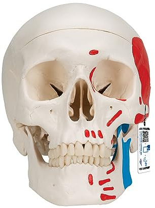 3B Scientific A23 Human Anatomy - Classic Human Skull Model with Magnetic Connections, Painted, 3 Parts + free Anatomy App - 3B Smart Anatomy, 3 part painted skull model
