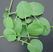 Just Seed American Cress - 1400 Seed - Spicy Taste