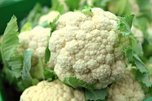 JustSeed - Vegetable - Cauliflower - All Year Round - 120 Seeds - Economy Pack
