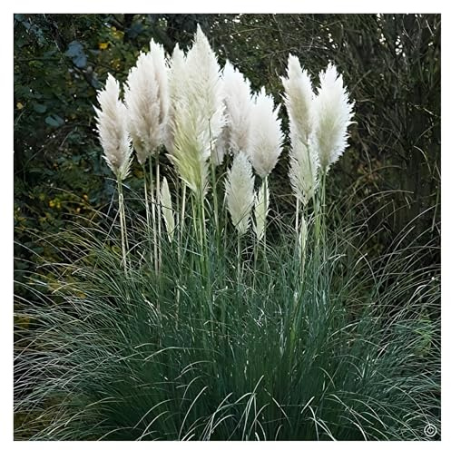 Stauden Gänge 1 x Cortaderia selloana 'Evita' im XXL Topf (Ziergras/Gräser/Winterhart/Mehrjährig/Immergrün) Weißes Pampasgras - Pampasgras mit Charme und Eleganz