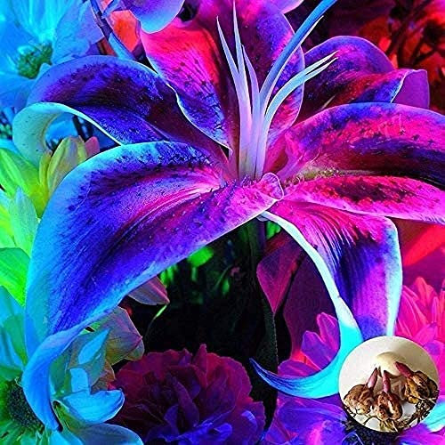 2Stücke Zwiebeln Königsblau Lilie Knolle (nicht Liliensamen) Staude Hausgarten Begrünung Herbst Knolle Hübsche Geschenk Hochzeitsfeier