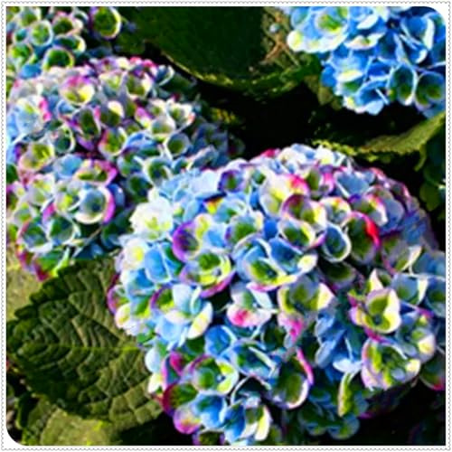 Perennial, Brilliant Hydrangea Bulbs,for Stunning Garden Displays-2 Bulbs-I