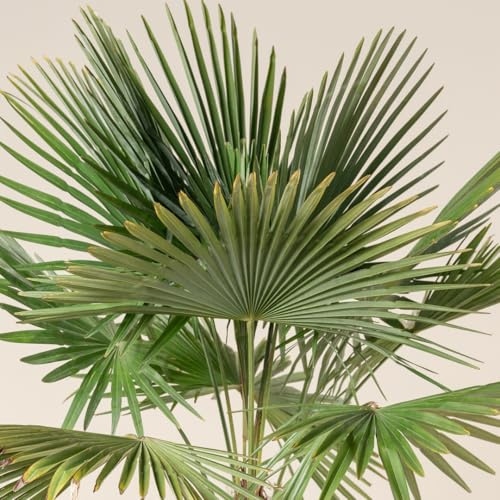 Palma cinese di Chusan Trachycarpus fortunei pianta in vaso ø24 cm FOTO REALE Vivaio di Castelletto