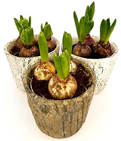 POWERS TO FLOWERS - SET 3 BULBI GIACINTI IN VASO COCCIO NATURALE, pianta vera