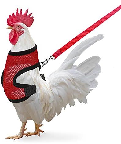 Harnais de Poule avec Laisse Réglable pour Poule Canard Chiot (Rouge, M)