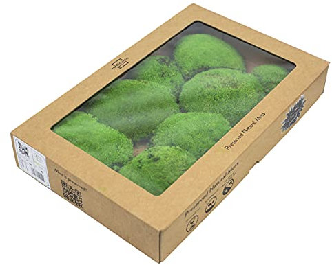 1 Kiste konserviertes Bollenmoos - 6-8 Bollen Hügelmoos echtes Moos lange haltbar Naturmoos für Dekoration, basteln, Floristik, für Moosbilder Dekomoos
