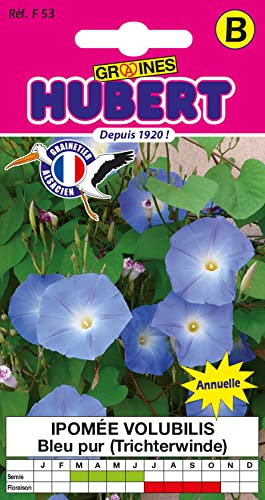 Graines D'Ipomée Volubilis Bleu Pur - 3 grammes