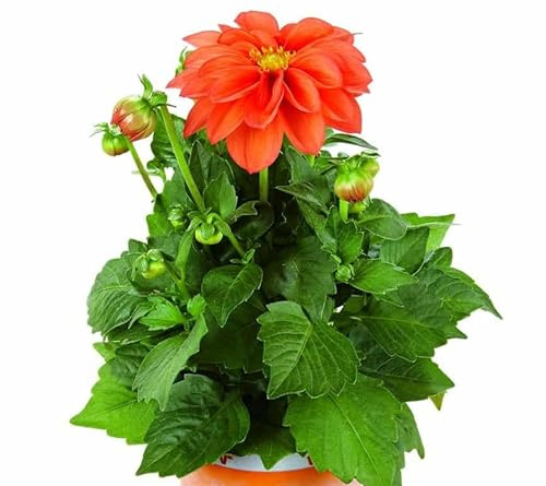 Dalia Natural Planta de Primavera Perfecta para Crear Jardines Florales
