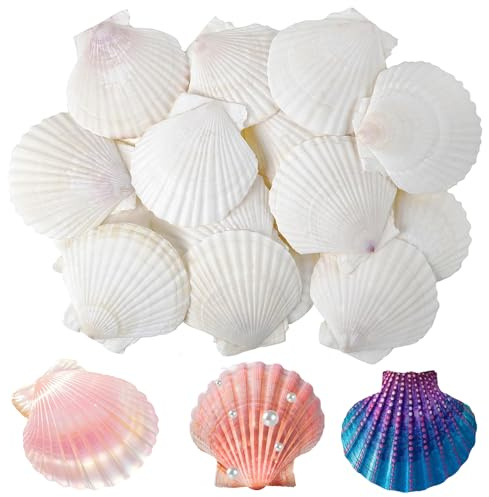 PANYI 20 Piezas de Caracolas de Mar Conchas Naturales Decoración Conchas Conchas Blancas para Decoraciones de Bodas Decoraciones para Fiestas Junto Al Mar Peceras Y Rellenos de Jarrones (6-7 Cm)
