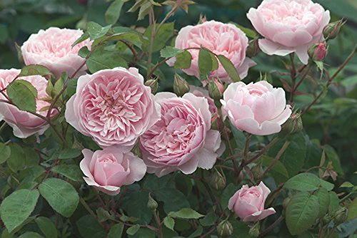 Englische Rose Wisley 2008 im 7 Liter Rosentopf