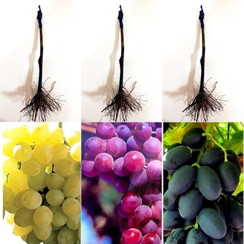 Pack de 3 parras Injertadas de uva sin semilla. A raiz Desnuda. Blanca Superior + Roja Crimson + Negra Autum Royal. Segura Garden. Frutos sabrosos sin molestias, ideal para disfrutar uvas sin semillas