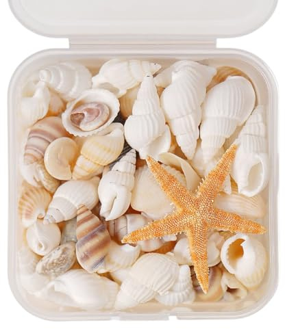 Quesuc Concha De Mar Pequeña Para La Fabricación De Velas, Decoración De Fiesta Temática De Playa, Relleno De Jarrón De Pecera, Sin Agujero