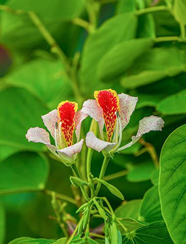 Seedeo® Kleiner Orchideen-Baum (Bauhinia monandra) 10 Samen