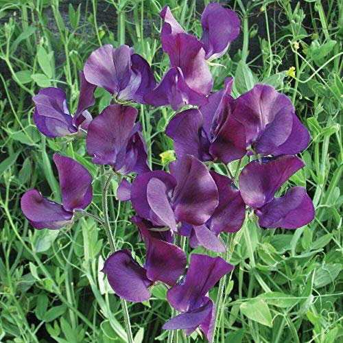 Sweet Pea 'King Size Navy Blue' Seeds Hardy Annual Flower Garden Plants Easy to Grow Your Own 1 Packet of 20 Seeds by Thompson and Morgan