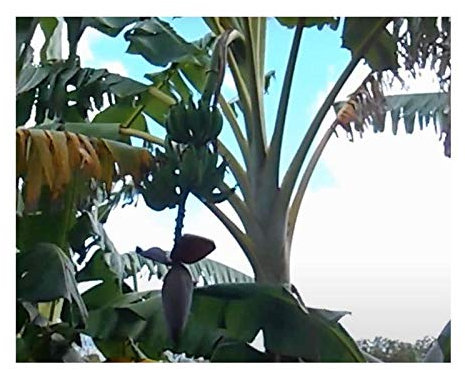 Pcs - 10x Musa (Bananier) Balbisiana Faserbanane Arbre Jardin Plantes - Graines ID129 - Seeds & Plants Shop by Ipsa