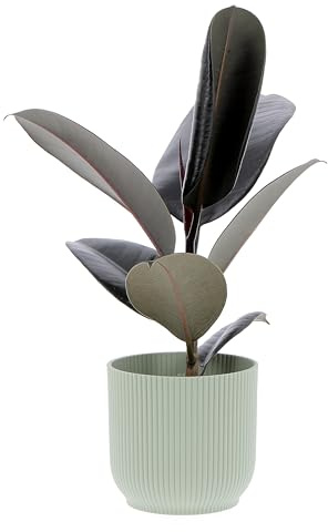 KENTIS - Ficus Elastica Abidjan - Piante Vere da Interni Purifica Aria - Pianta da Appartamento - H 25-35 cm Vaso Ø 12 cm