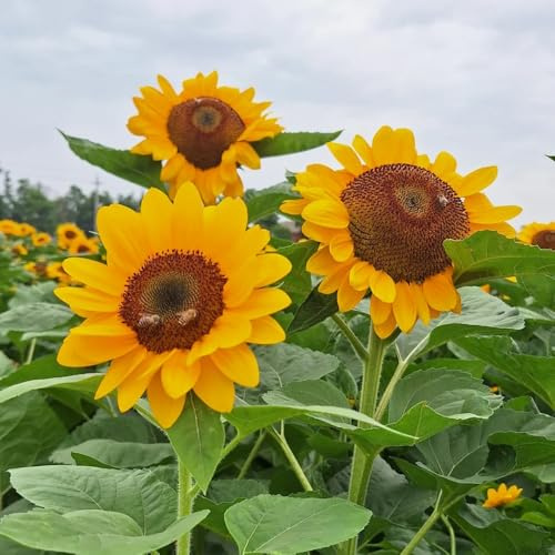 semillas de girasol resistentes al aire libre girasol perenne resistentes para el jardín, sombra macizo de con orgánicas 350pcs