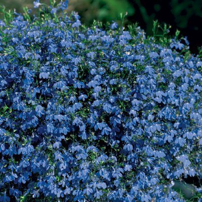 Pack x6 Trailing Trailing Lobelia Blue Star® Hanging Basket Plug Plants
