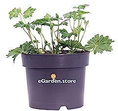 eGarden.store - Pianta vera di Geranium Rozanne o Geranio Blu - Altezza pianta. 20 cm Diametro vaso: 17 cm - Pianta rustica con fioritura prolungata facile da coltivare in giardino e in vaso