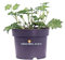 eGarden.store - Pianta vera di Geranium Rozanne o Geranio Blu - Altezza pianta. 20 cm Diametro vaso: 17 cm - Pianta rustica con fioritura prolungata facile da coltivare in giardino e in vaso