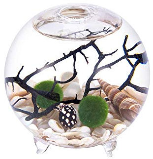 Kit Aquarium, Vase en Verre avec Pieds, Boules de Mousse Vivante et Coquillage, Corail Noir, idéal comme Table d'amis (8,9 x 10,1 cm, Style D)