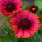 Semi di fiori di Gaillardia rosa 100 pezzi per piantagione