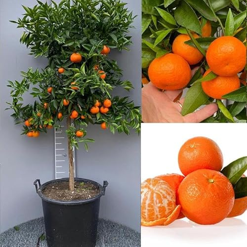 SAVINI VIVAI Clementina, árbol de cítricos de clementina común en maceta de 50 cm altura 180-200 cm 8-10 años de injerto,