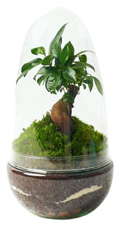 Terrario Plantas Cristal - Cúpula con Ficus Ginseng | Jardin Eterno en Cristal o Ecosistema Cerrado | Ideal para Decoración Hogar | Terrarios Autónomos | Pequeño | Medidas: 26 x 12 cm