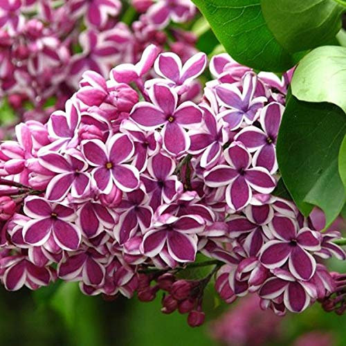Syringa Vulgaris 'Sensation'- Lilas commun 'Sensation' 40-60 cm en conteneur