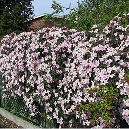 3 x Clematis Montana Rubens (Clematis) - 3 Klätterväxter: Köp 3, betala för 2 | Rosa, flerårig och härdig | 3 x 1,5 liters krukor