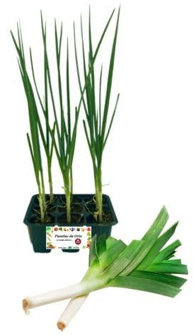 P. Piantine da Orto| Porro, Pianta da Orto o Balcone Pronta al Trapianto, Kit da 9 Piantine, Pianta Vera da Esterno, Vivaio Italiano