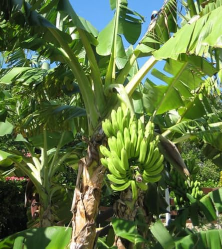Semi di Banano da Frutto Musa Ventricosum, Pianta Tropicale, Altezza 2 Metri, Non OGM