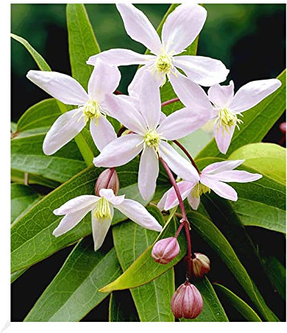 BALDUR Garten Duft-Clematis 'Armandii' Waldrebe winterhart, 1 Pflanze, Klematis mehrjährige blühende Kletterpflanzen, bienenfreundlich und schmetterlingsfreundlich, blühend, Clematis Hybride