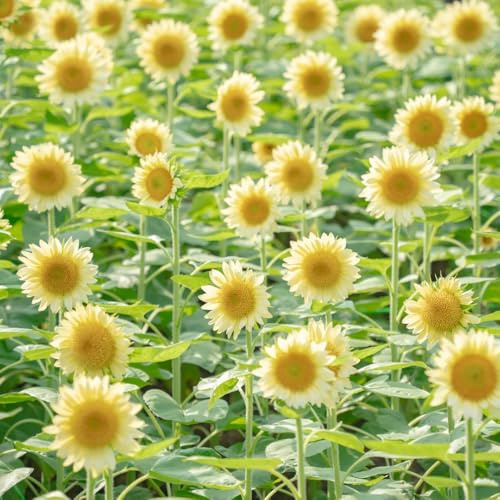 semillas de girasol, perennes resistentes que cubren el suelo, jardín. variedades antiguas 600pcs