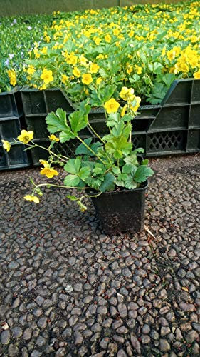 Bodendecker Waldsteinia ternata Golderdbeere 25 St.