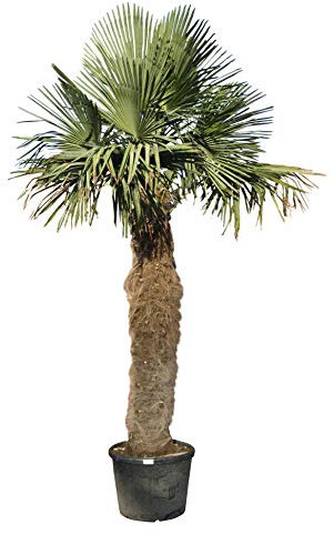 Tropictrees - Trachycarpus Fortunei - Höhe 250 cm - Stammhöhe 140-160cm