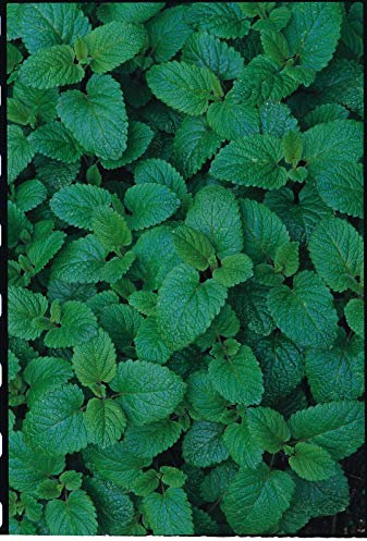 400 Seeds of Herb Lemon Balm Melissa Officinalis