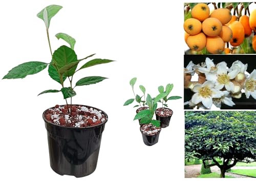 Twin-Trunk Loquat Tree (Eriobotrya Japonica) – Hardy Fruit Tree for Garden & Patio, Thrives Year-Round, Frost Resistant (20-35cm)